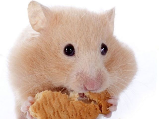 hamster