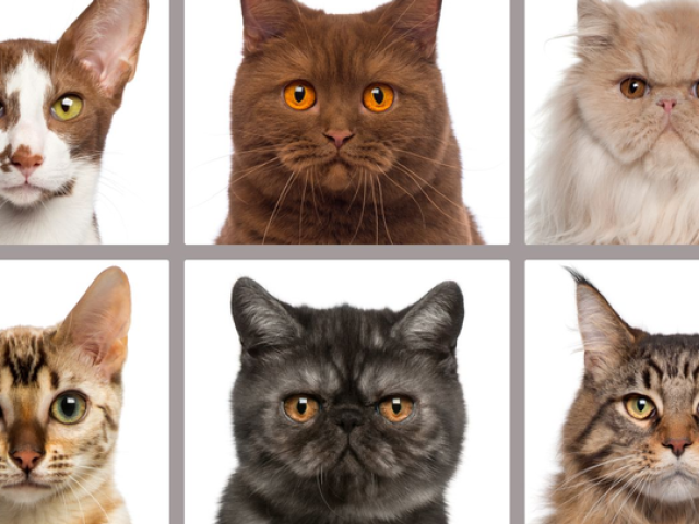 Será que você sabe as raças de gatos?