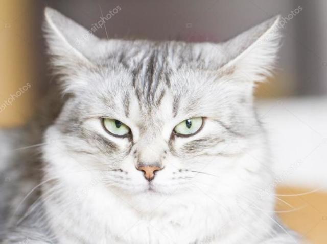 ^ essa é minha cara pra você! ^
