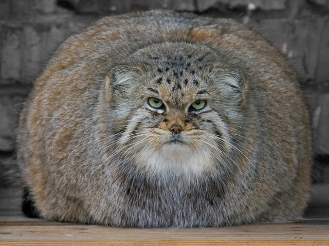 ^ pode pegar seu gatuh aí ^