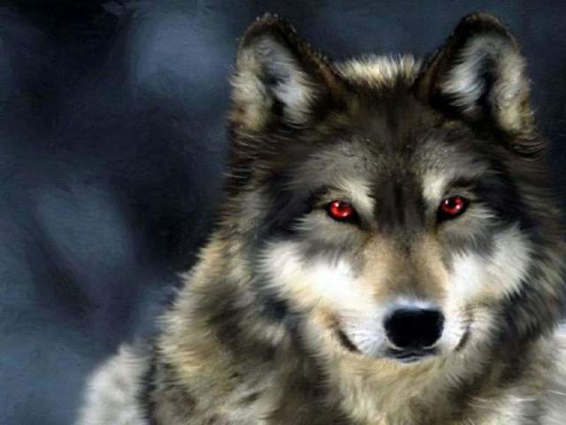 Lobo