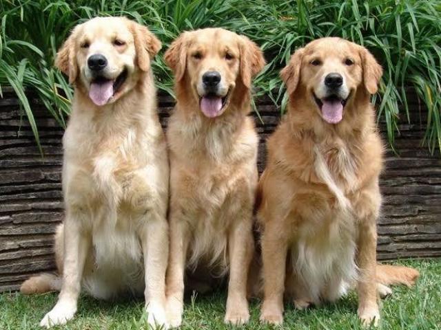 Golden Retriever