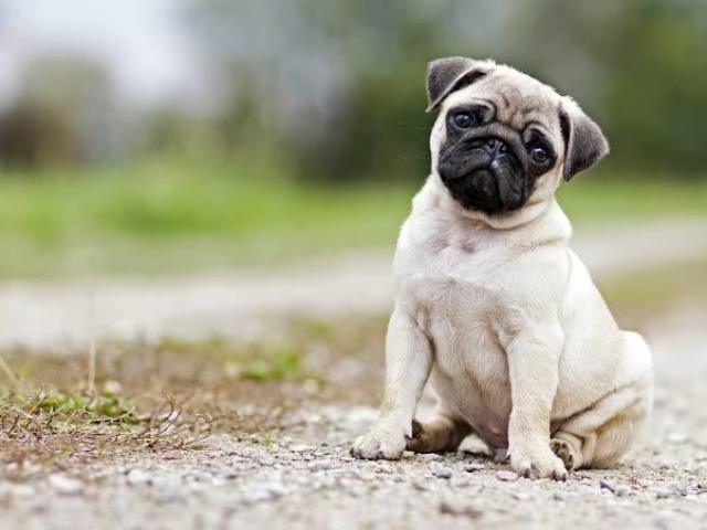 Pug