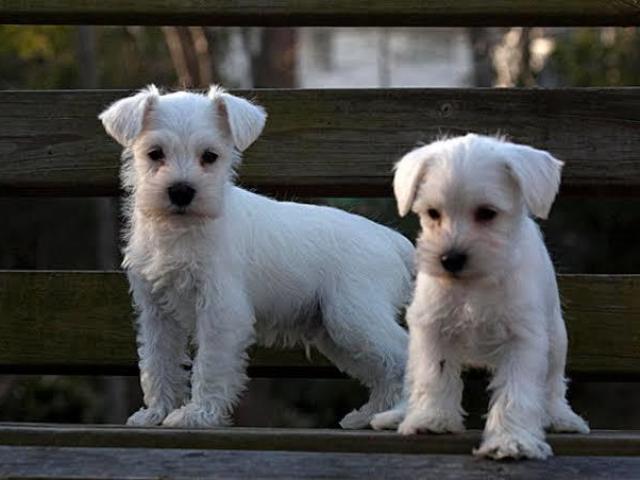 Schnauzer Branco