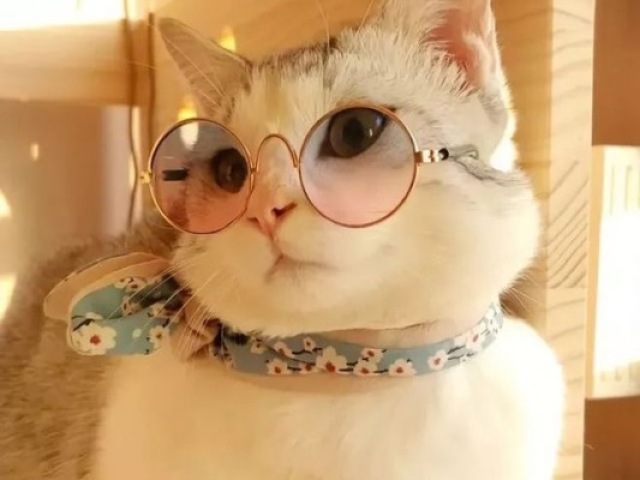 fashion cat