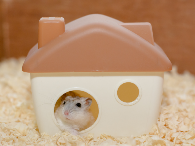 Qual animal de estimação combina com você?