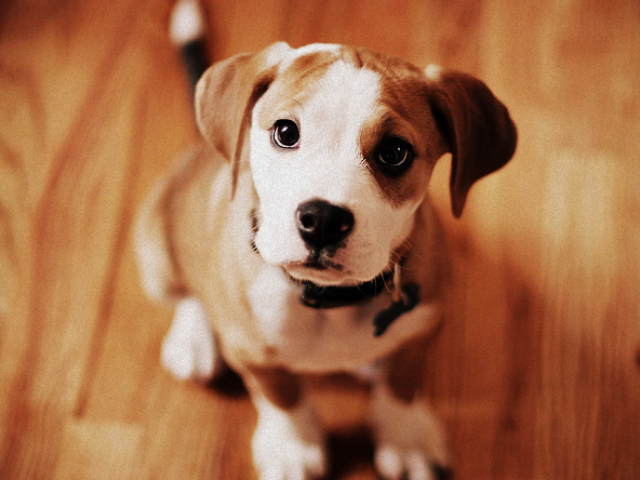 Cachorro