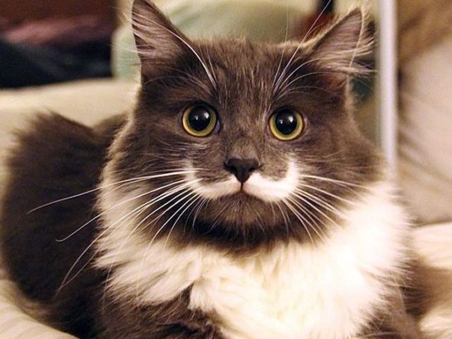 Gato
