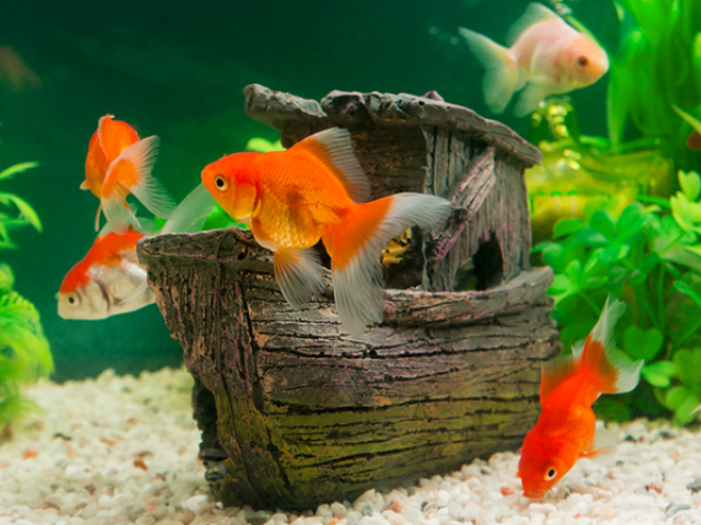 Peixe