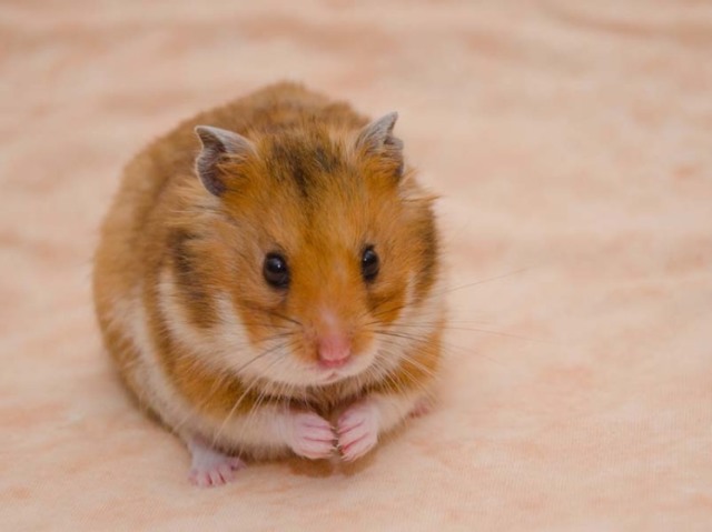 Hamster