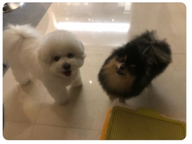 Os dois cachorrinhos são do V