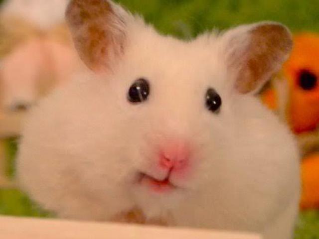 O HAMSTER ESTA SORRINDO POR VOCÊ!