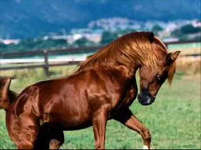 Cavalo