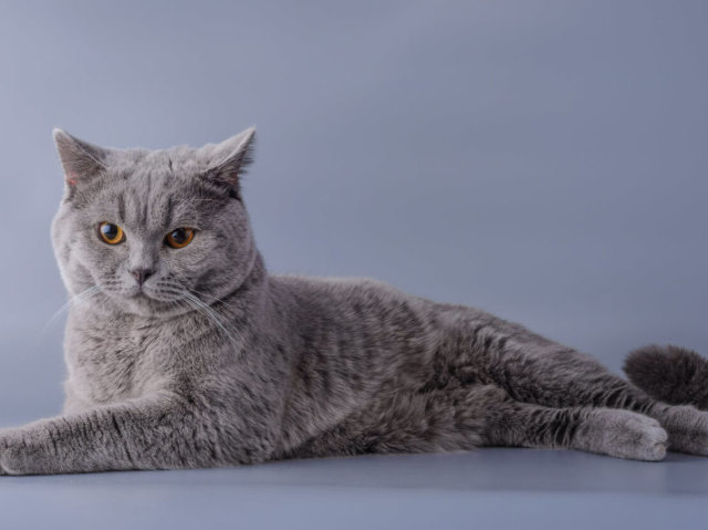 Pelo curto inglês/British Shorthair