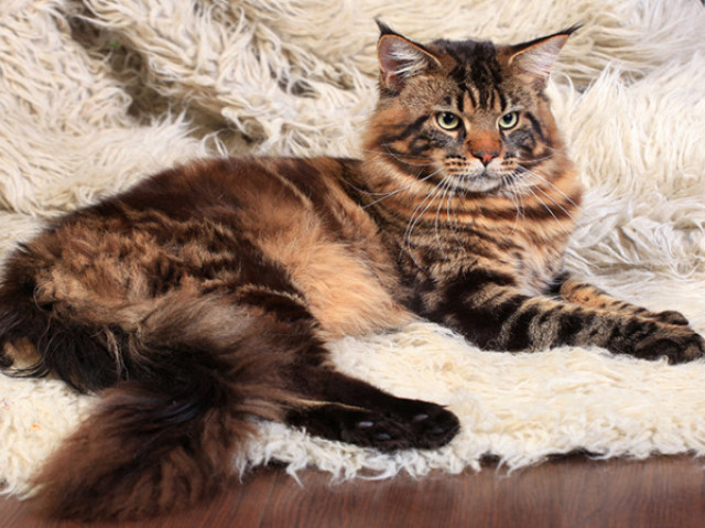 Maine Coon