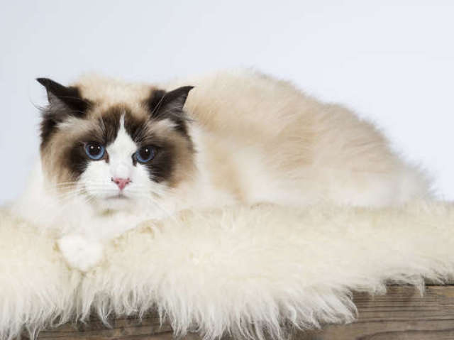 Ragdoll