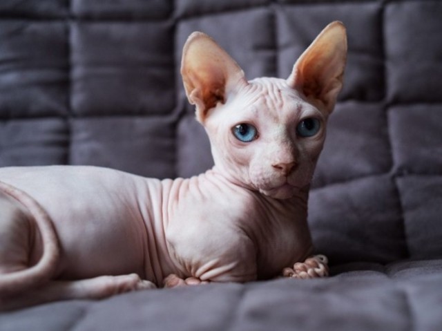 Sphynix