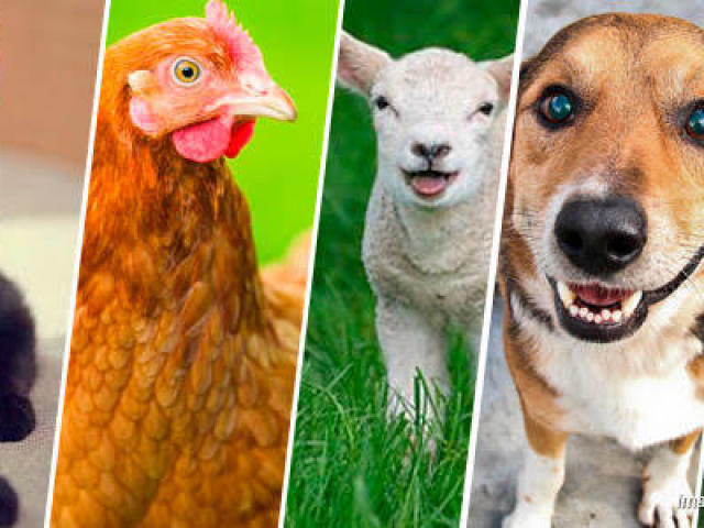 Que animal você é?