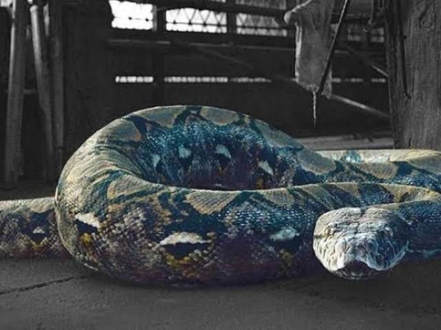 NAGINI