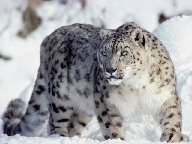 leopardo de neve