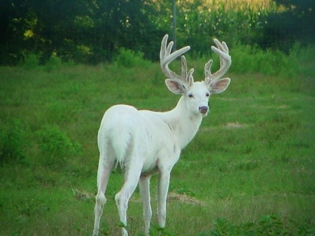 Viado Albino