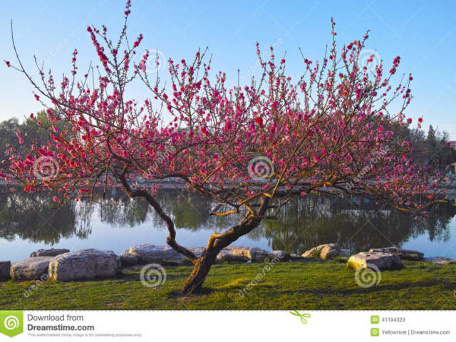 uau q lindo q lago inpecavel e essa árvore !