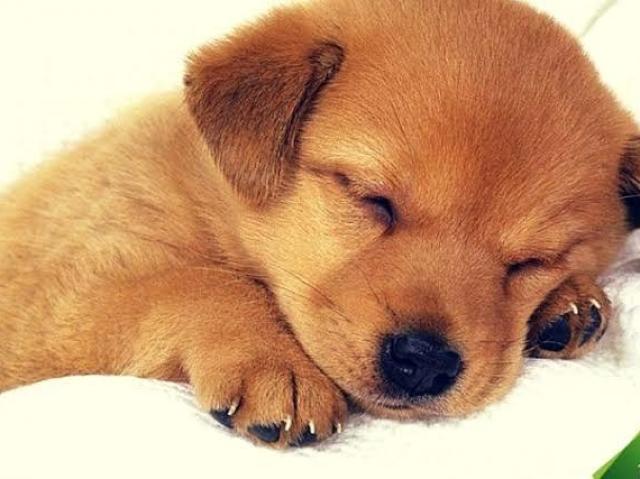 Cão!