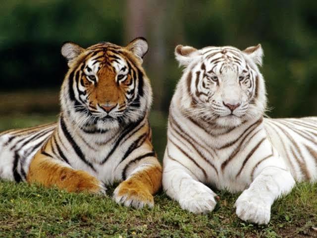Tigre!