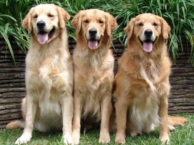 Golden