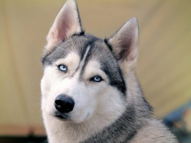 Husky