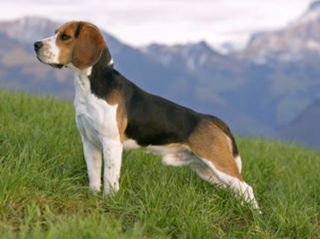 Beagle