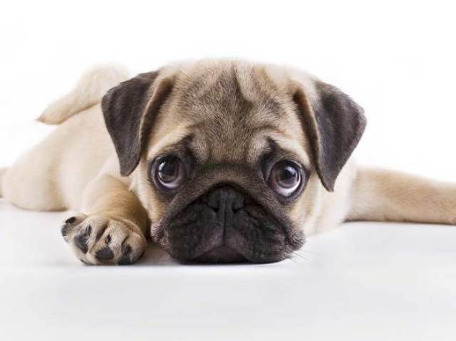 Pug