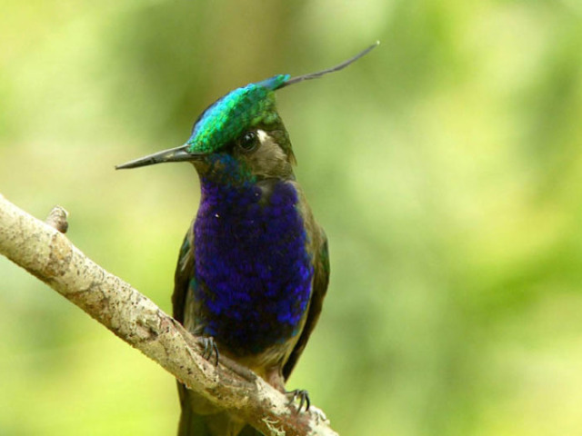 Beija-flor