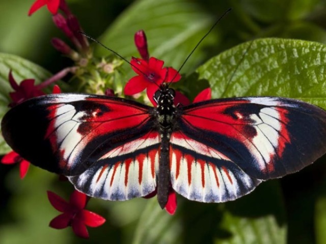 Borboleta