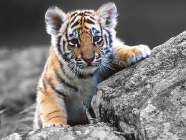Qual animal existe dentro de você?