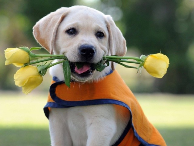 Cachorro!