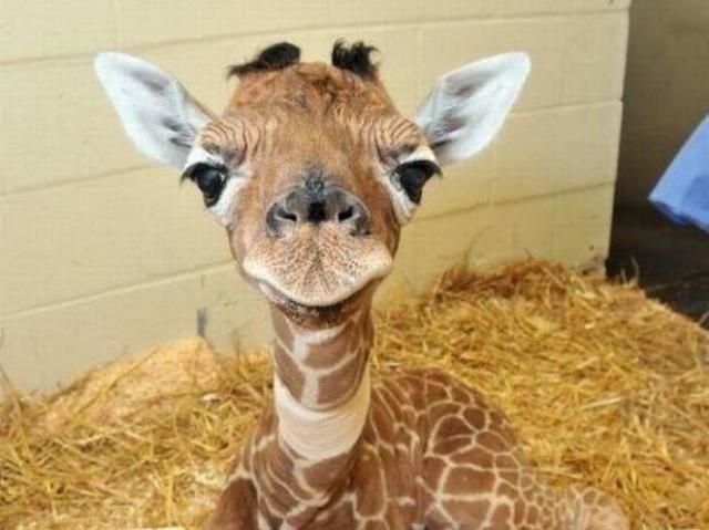 Girafa