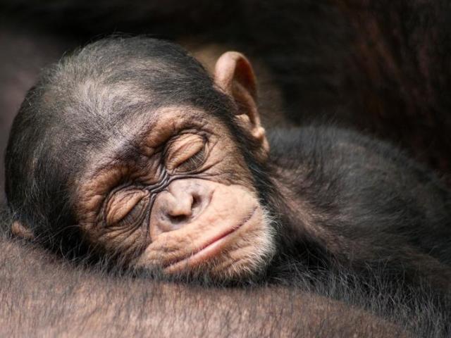 Macaco