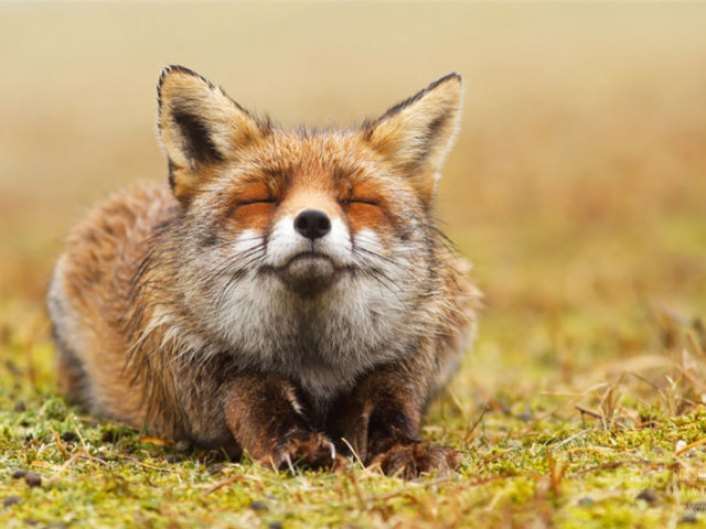 Raposa