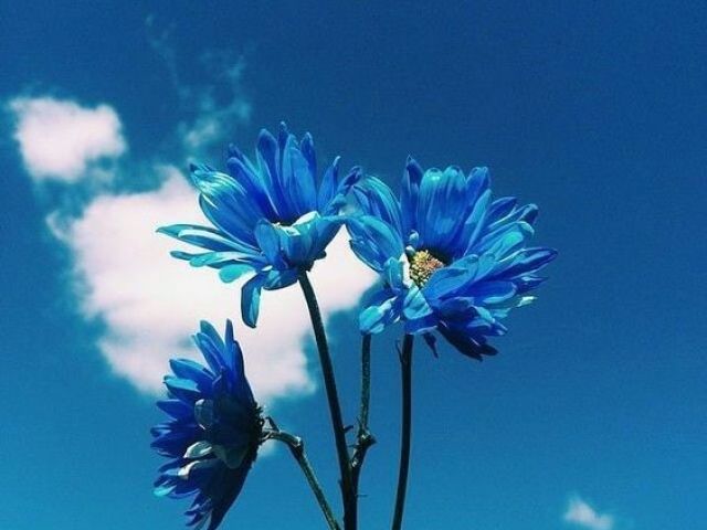 "Eu amo a cor do céu. Até por que o céu é lindo, e com sua tonalidade não seria diferente."