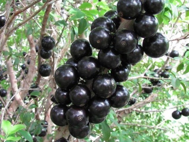 Jabuticaba