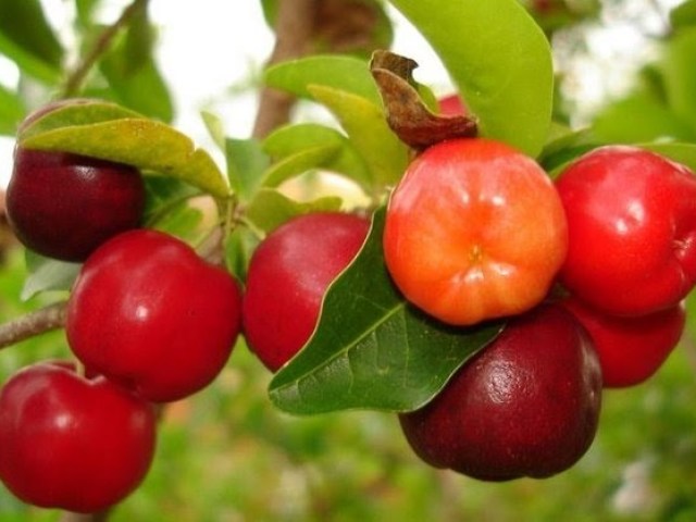 Acerola