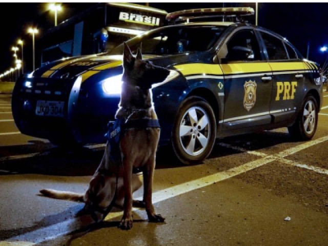 Cachorro, Gato e Tubarão