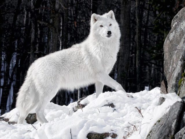 Lobo❤