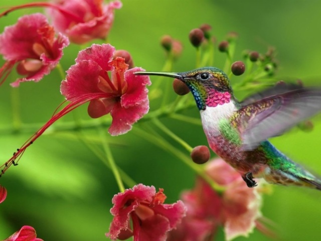 Beija-flor
