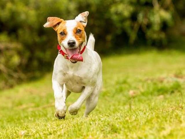 Cachorro