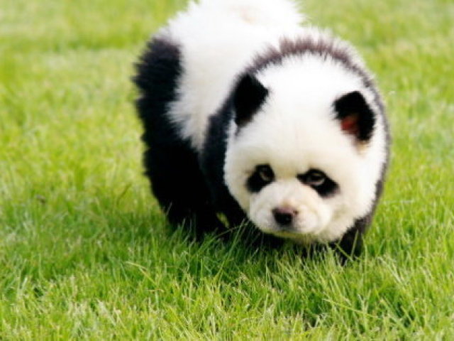 Panda