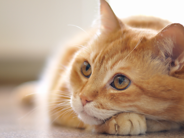 Gato