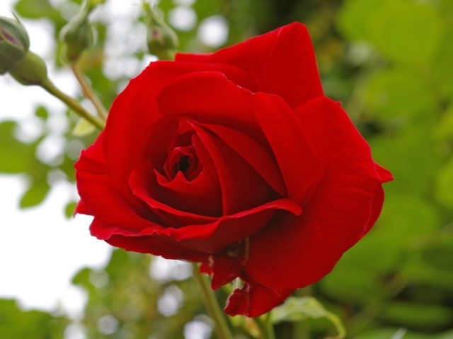 rosa