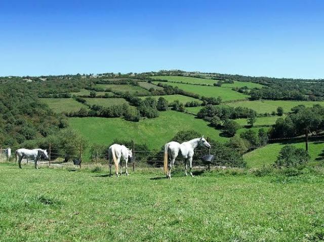 Campo e ótimo para relaxar